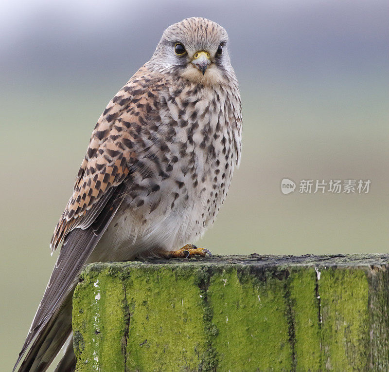 红隼(Falco tinnunculus)雌性